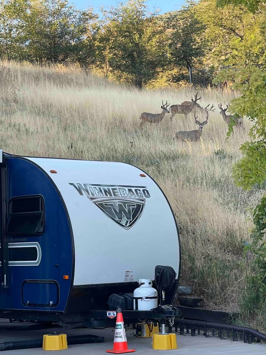 The Winnie Trailer — Views photo 1